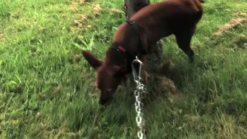 Walking the Pet