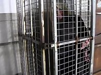 Caged to small space